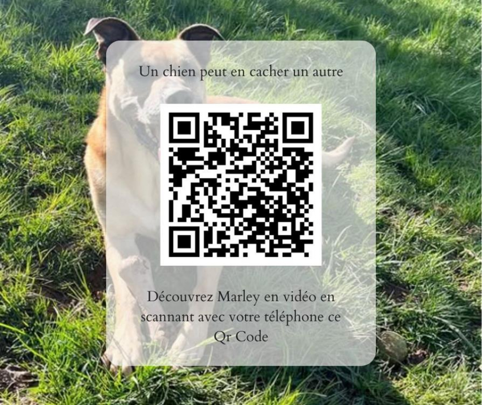 Photo #3 de Marley