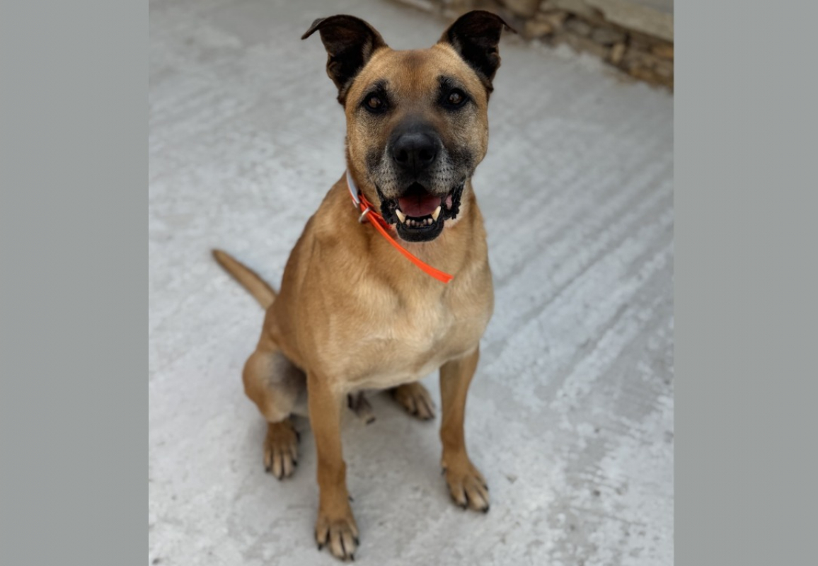 Marley - Chien à adopter