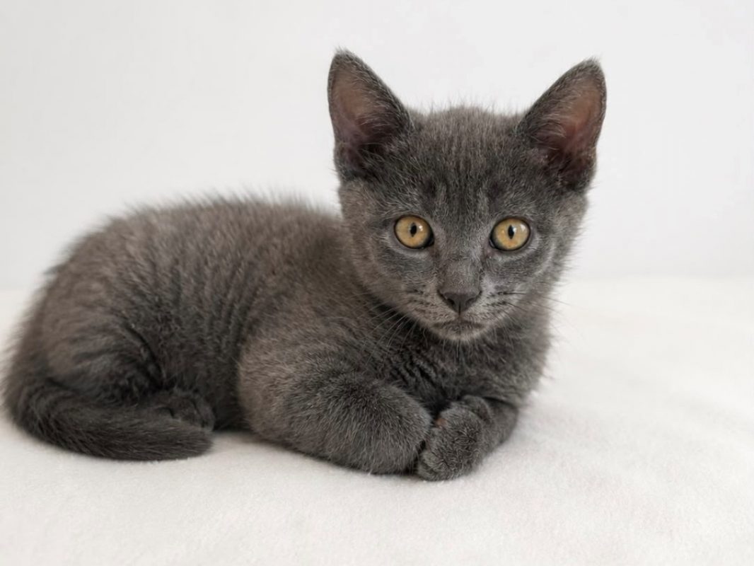 Tobbie - Chat Européen à adopter