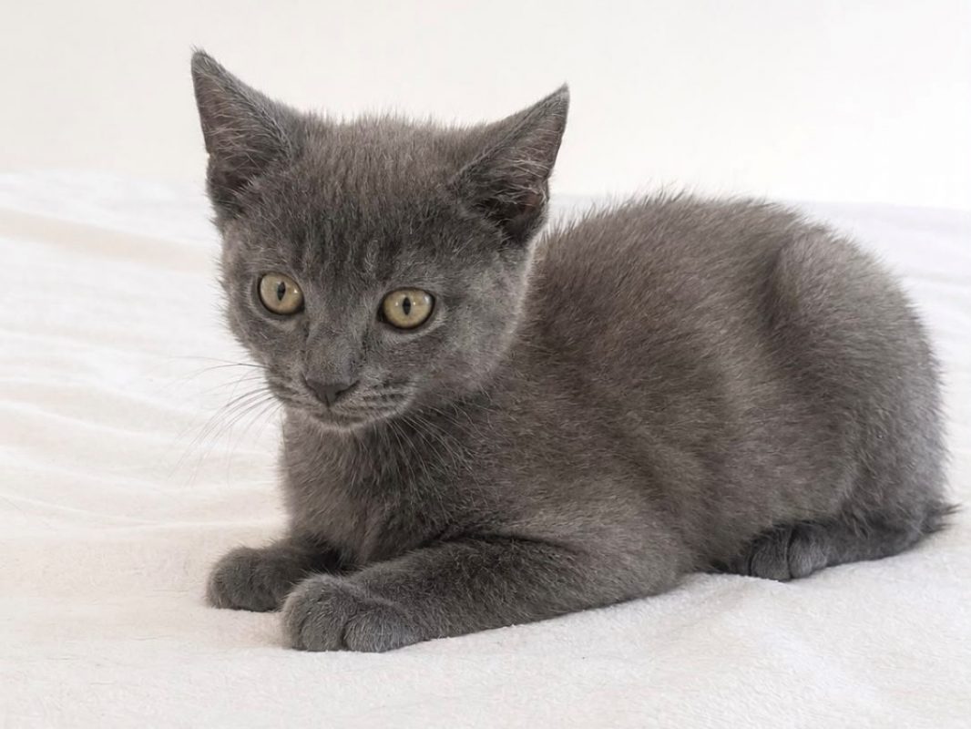 Tobbie - Chat Européen à adopter - photo 2