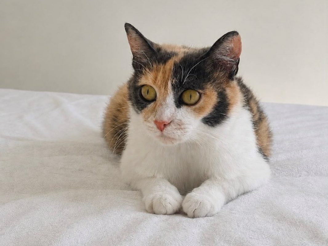 Bella - Chat Européen à adopter