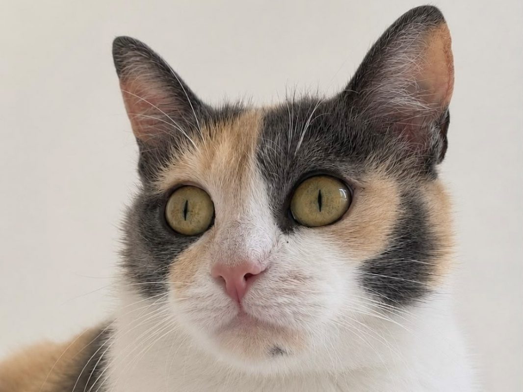 Bella - Chat Européen à adopter - photo 2