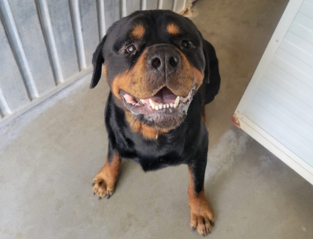 Kaido - Chien Rottweiler à adopter