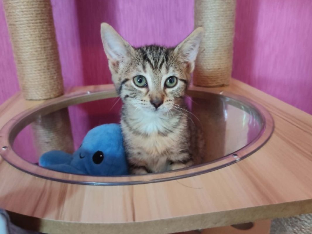 Suki - Chat Européen à adopter