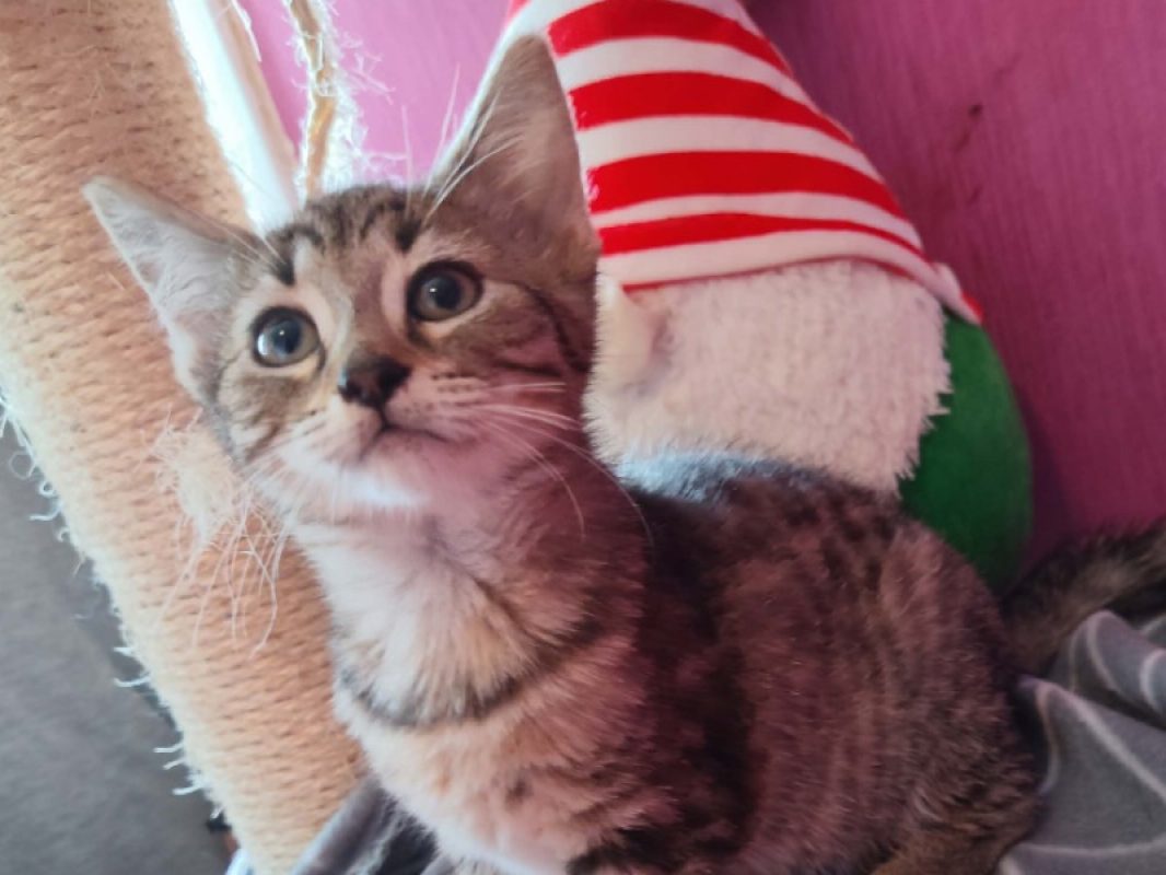 Suki - Chat Européen à adopter - photo 2