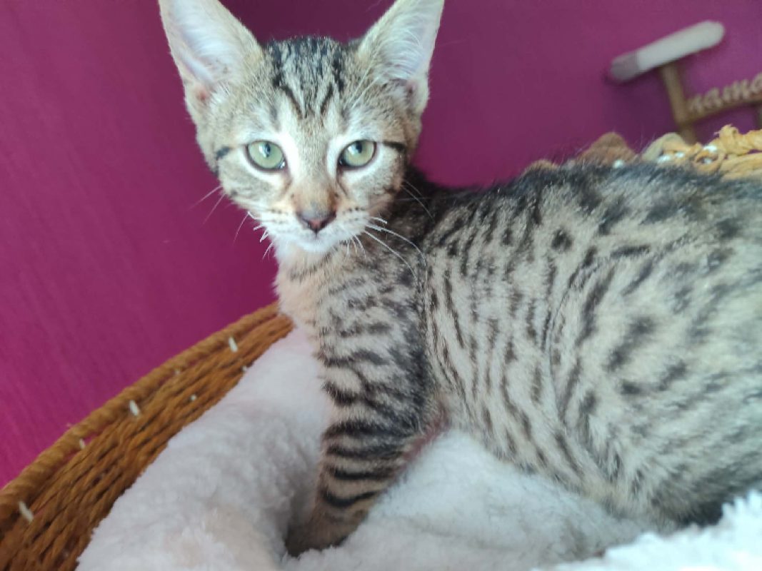 Suki - Chat Européen à adopter - photo 3
