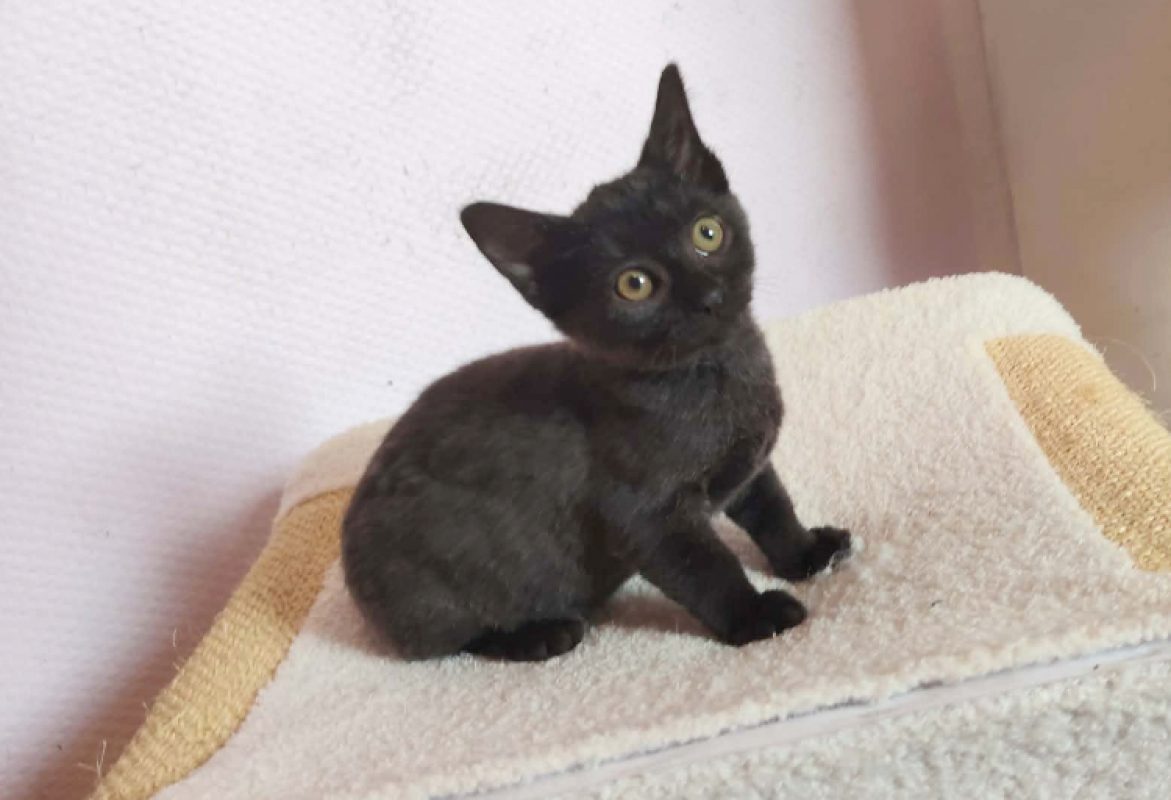 Hope - Chat Européen à adopter