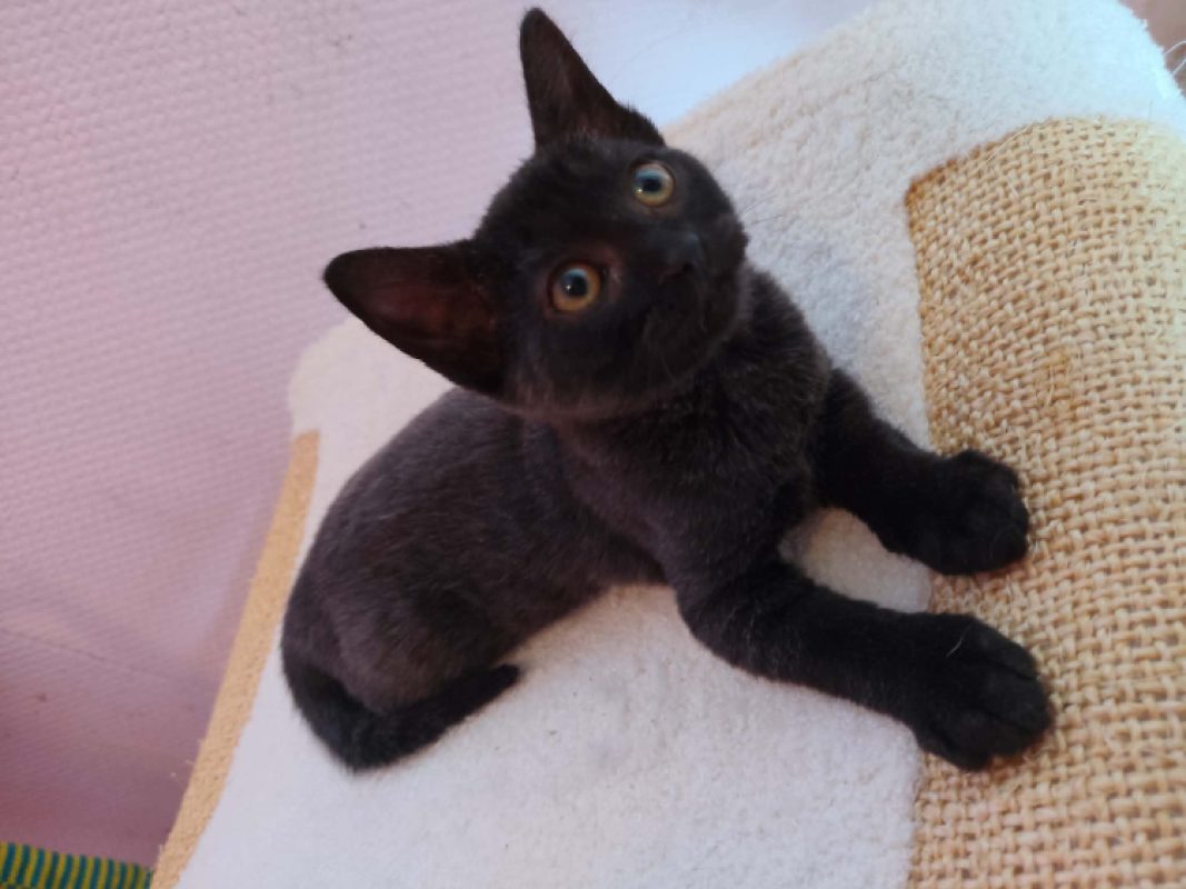 Hope - Chat Européen à adopter - photo 2