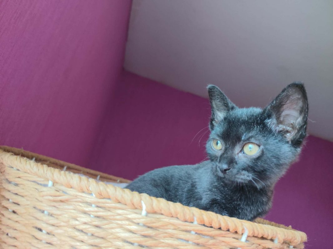 Hope - Chat Européen à adopter - photo 3