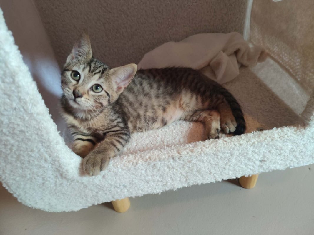 Tara - Chat Européen à adopter