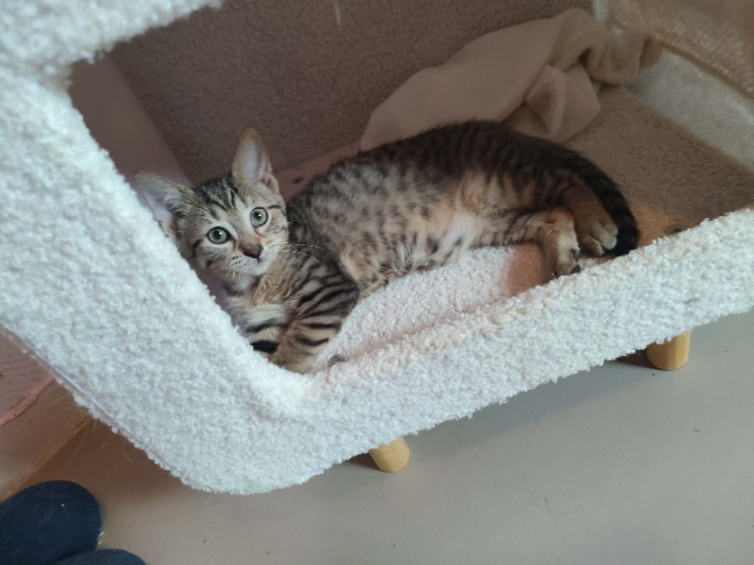 Tara - Chat Européen à adopter - photo 2