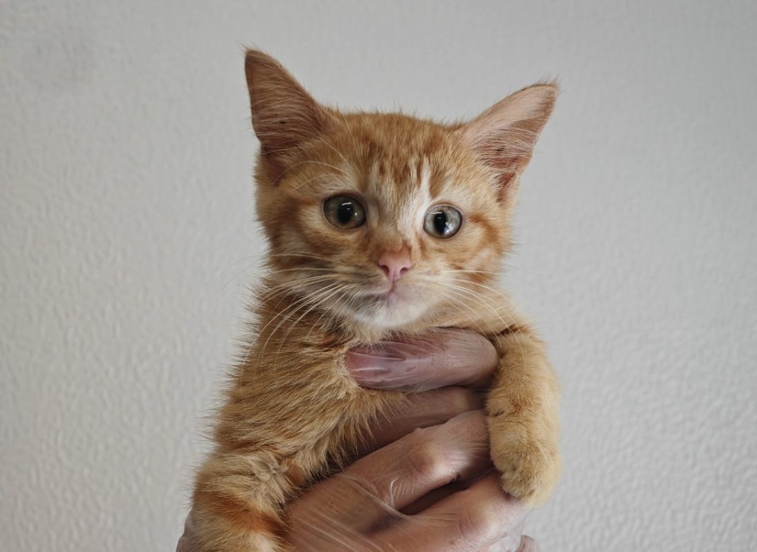 Flamme - Chat Européen à adopter