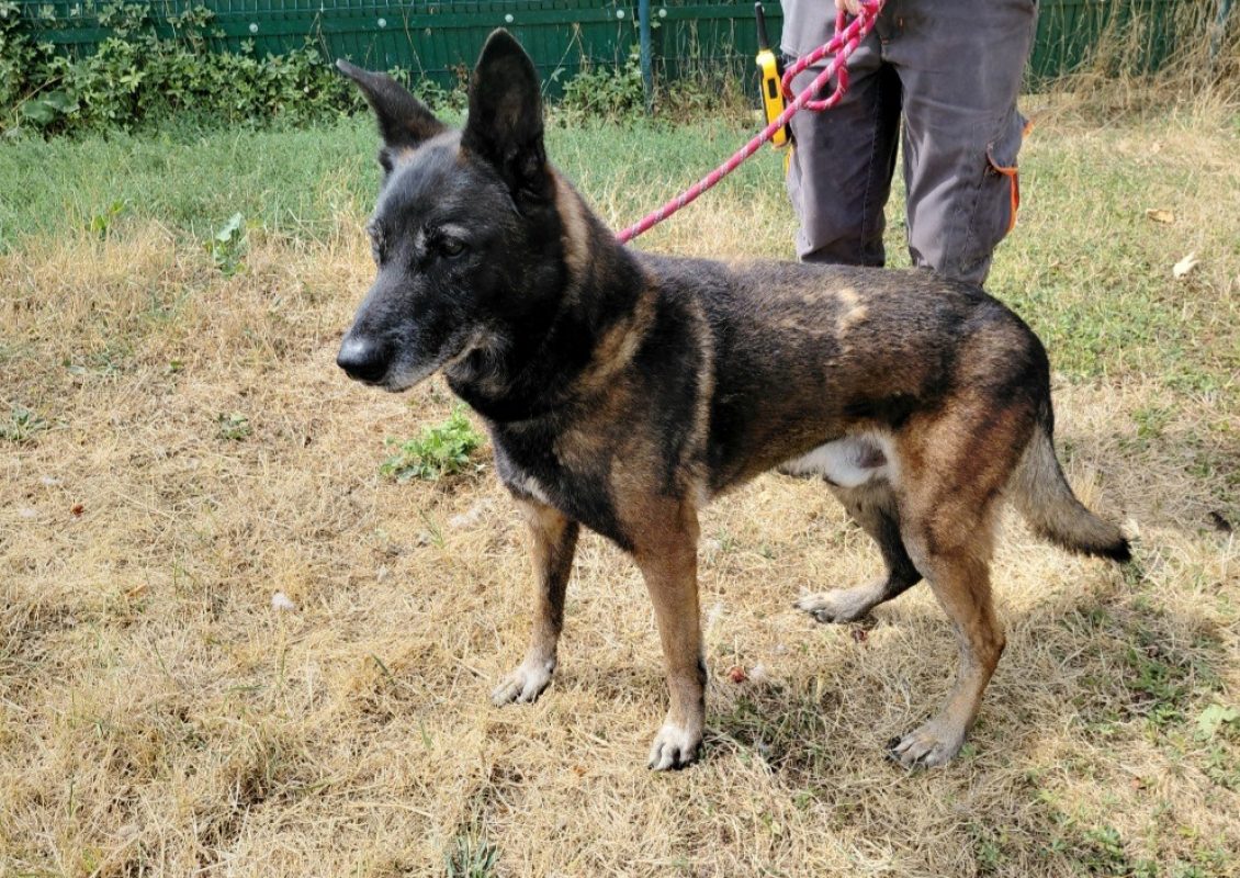 Lipso - Chien Berger Belge Malinois à adopter