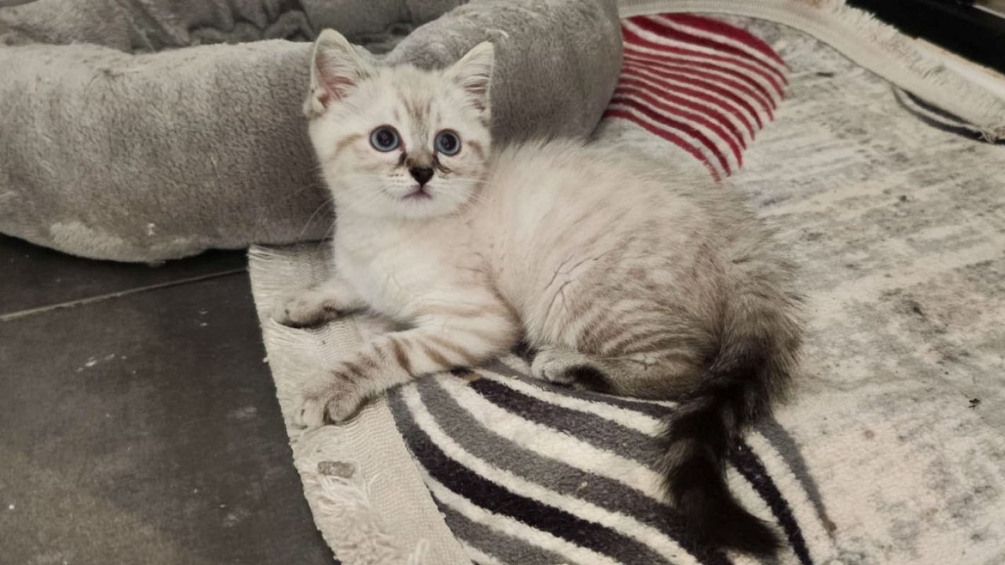 Bellatrix - Chat Européen à adopter