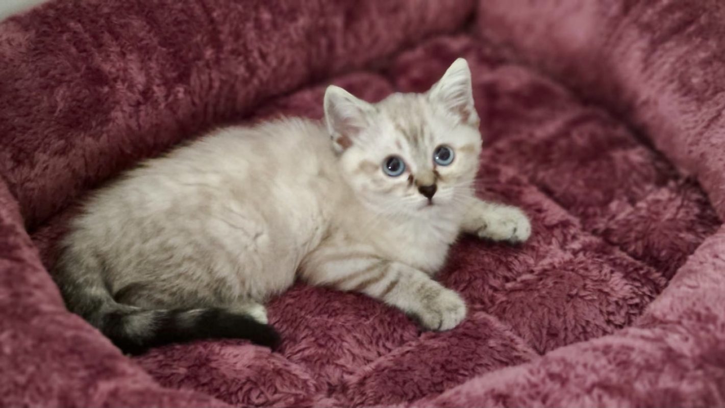 Bellatrix - Chat Européen à adopter - photo 2