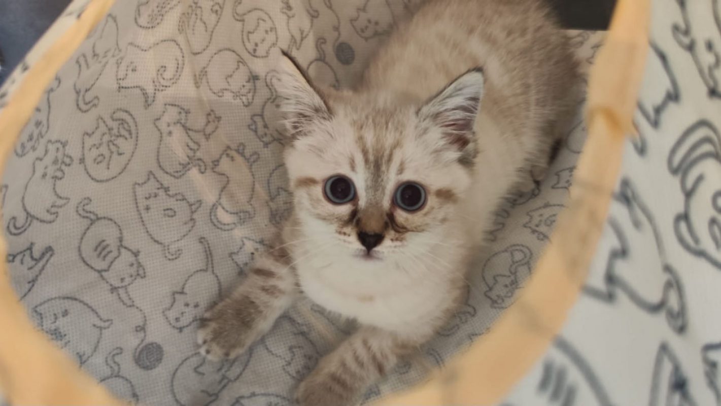 Bellatrix - Chat Européen à adopter - photo 3