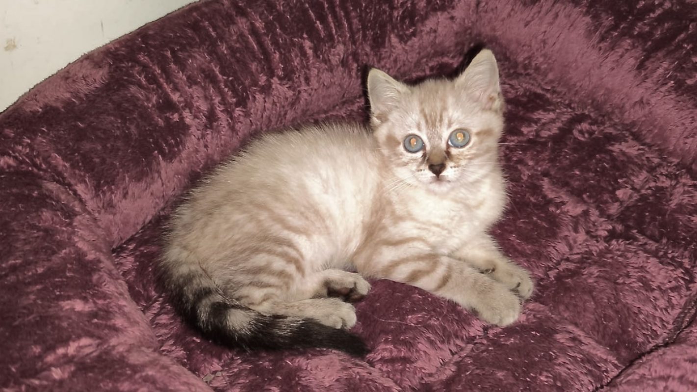 Bellatrix - Chat Européen à adopter - photo 4