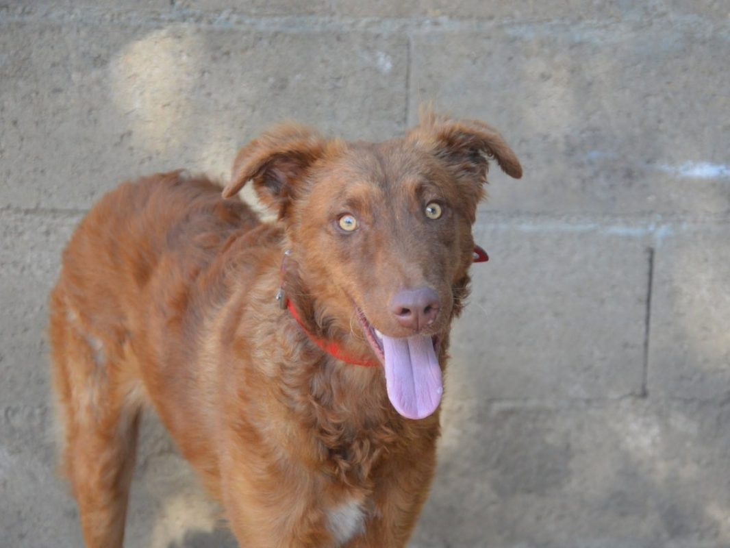Isis - Chien à adopter