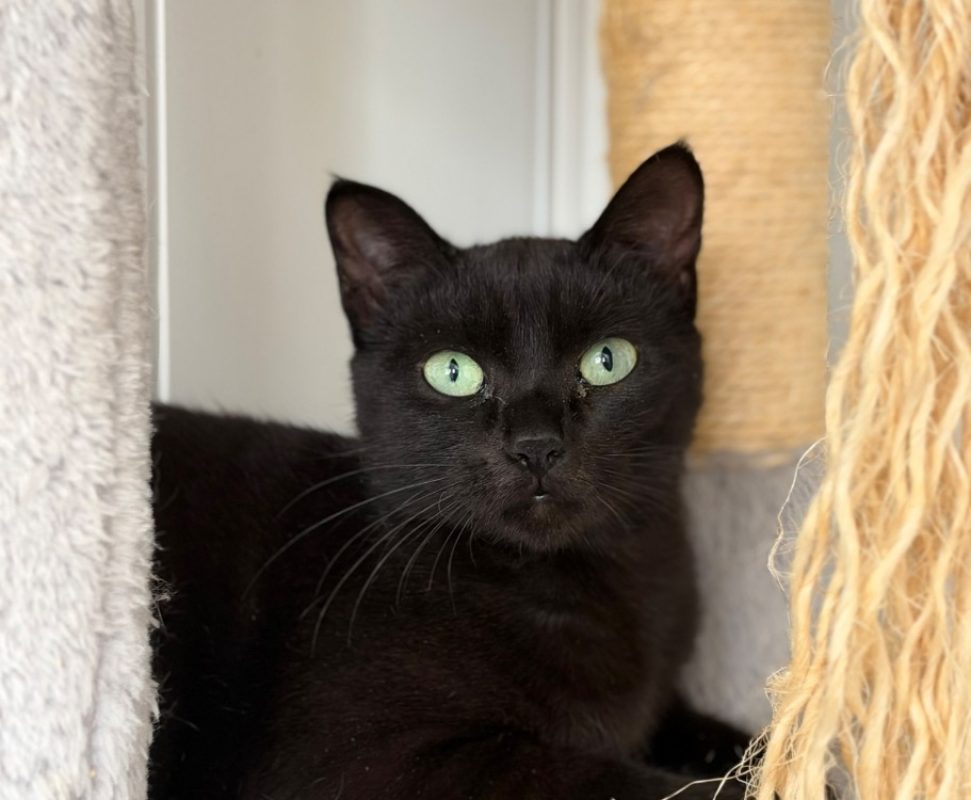 Anguille - Chat Européen à adopter