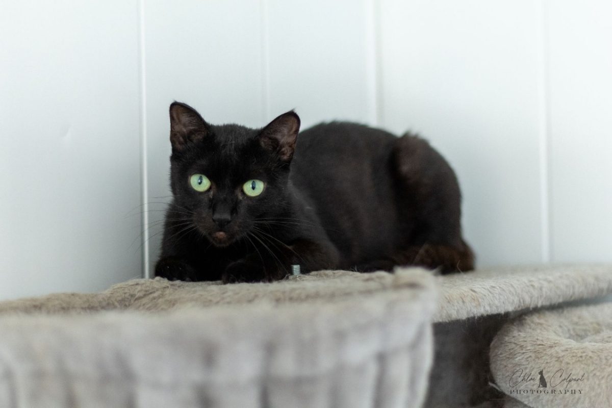 Anguille - Chat Européen à adopter - photo 2