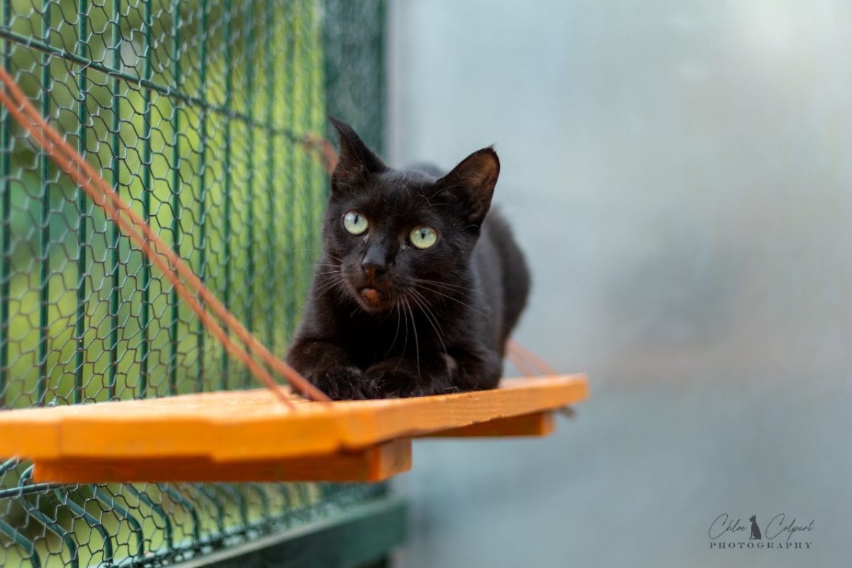 Anguille - Chat Européen à adopter - photo 3