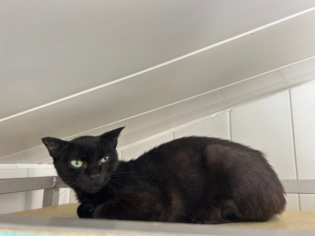 Anguille - Chat Européen à adopter
