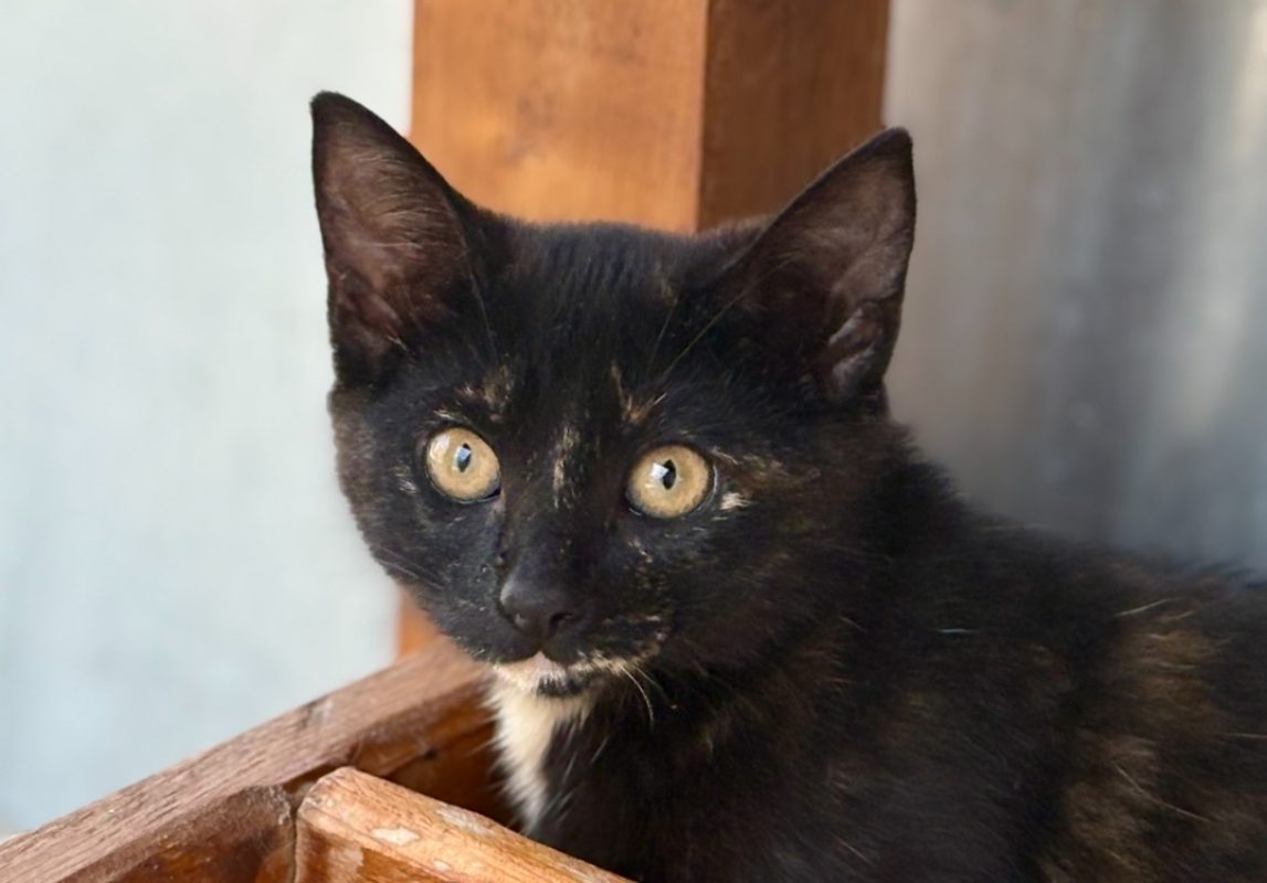 Bidouchka - Chat Européen à adopter