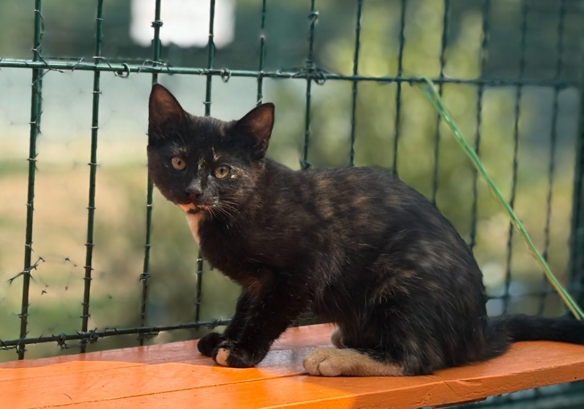 Bidouchka - Chat Européen à adopter - photo 2
