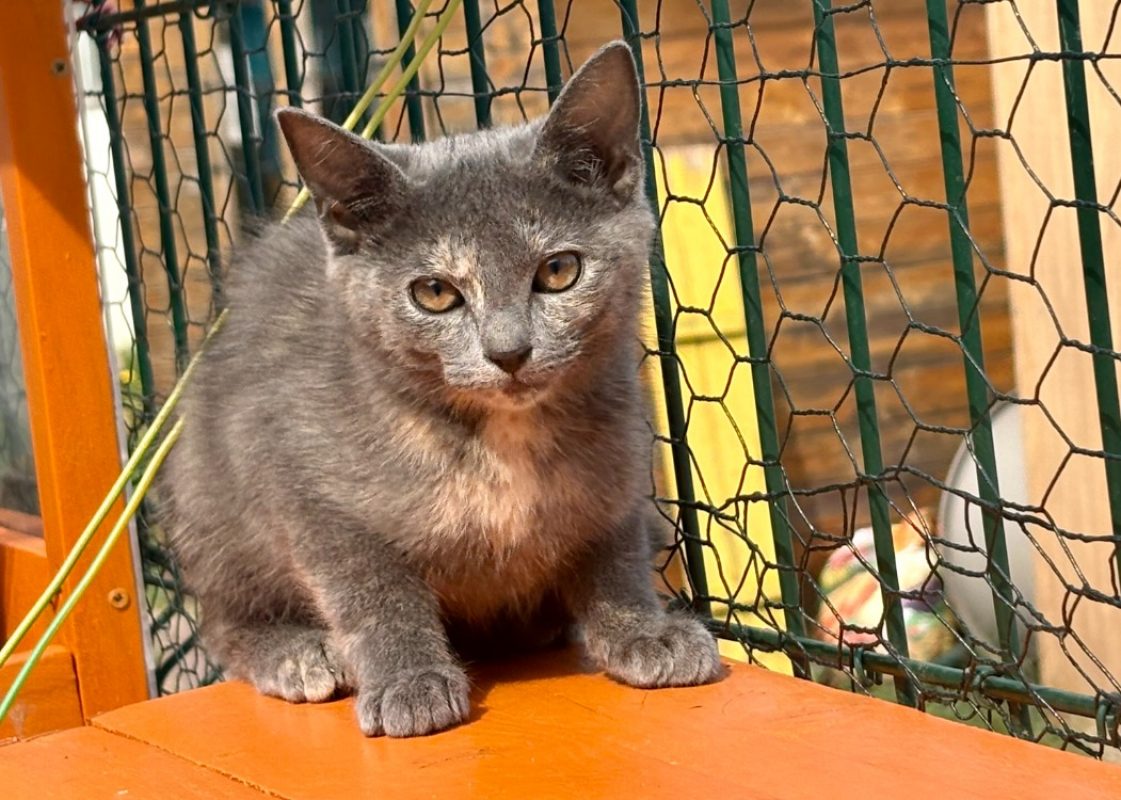 Bidule - Chat Européen à adopter