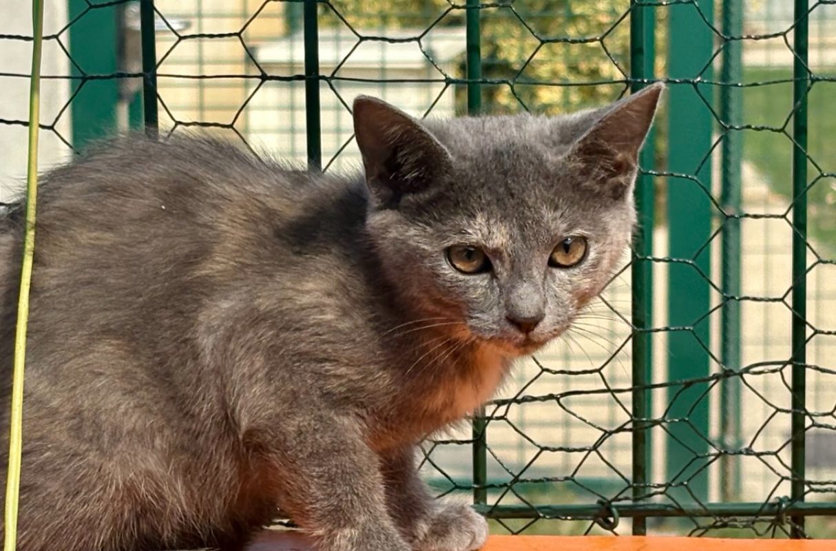 Bidule - Chat Européen à adopter - photo 2