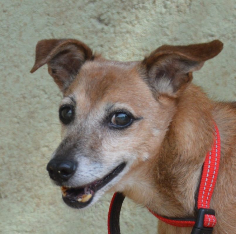 Caramel - Chien à adopter