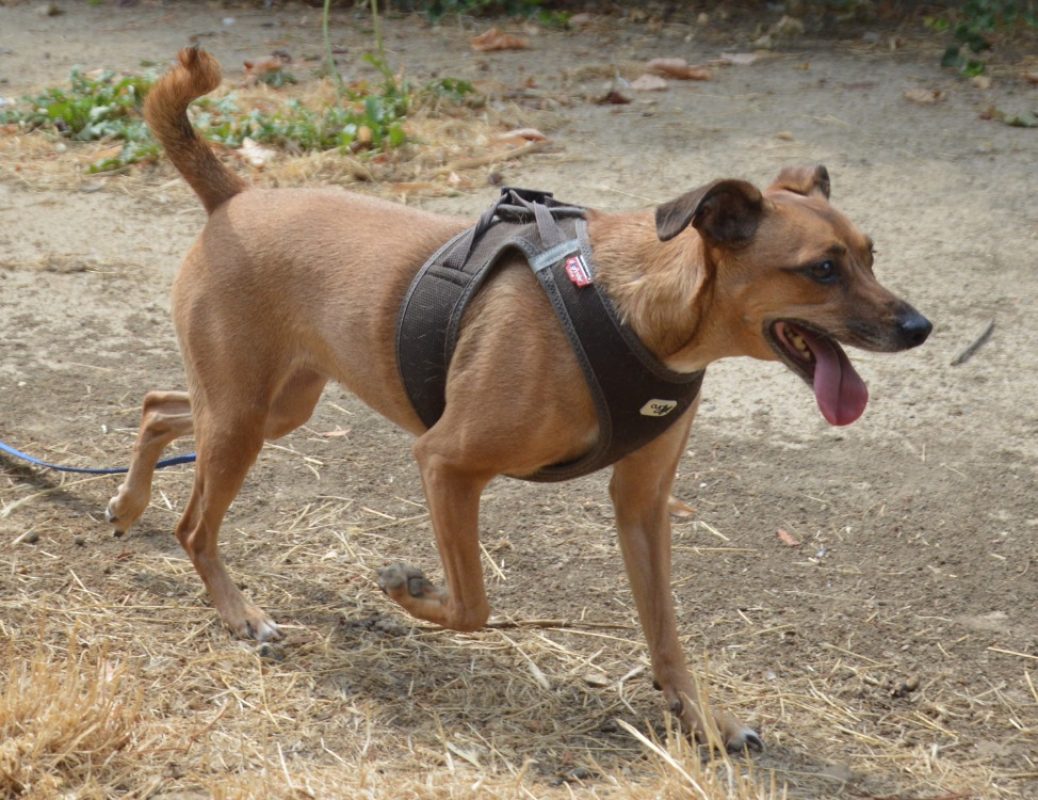 Vanille - Chien à adopter - photo 2
