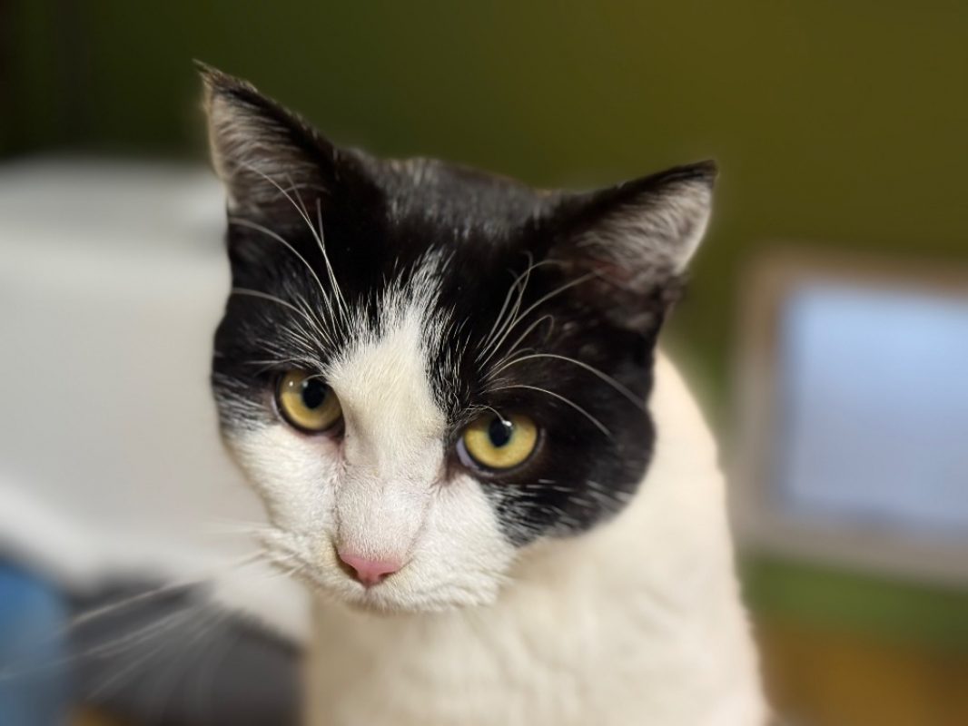 Rafal - Chat Européen à adopter