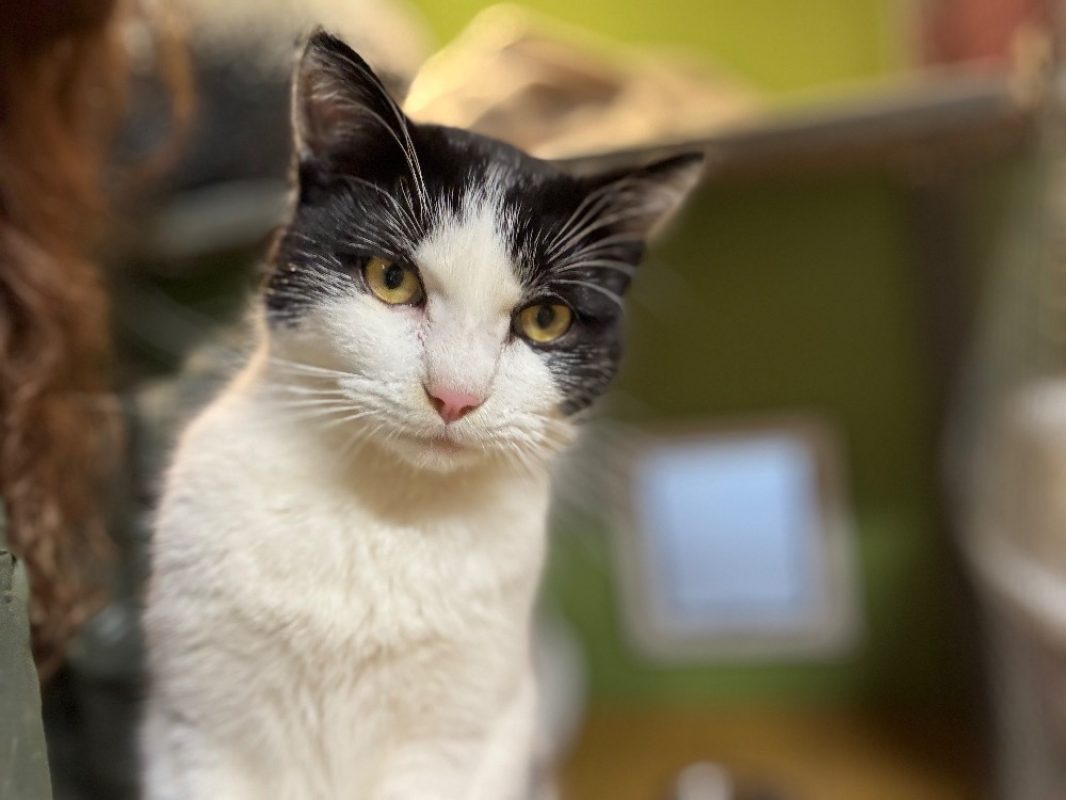 Rafal - Chat Européen à adopter - photo 2