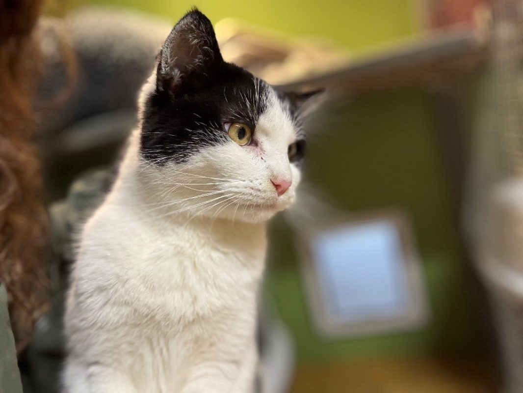 Rafal - Chat Européen à adopter - photo 3