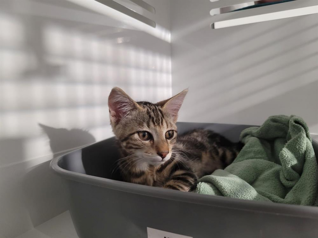 Photo #1 de Fitzgerald