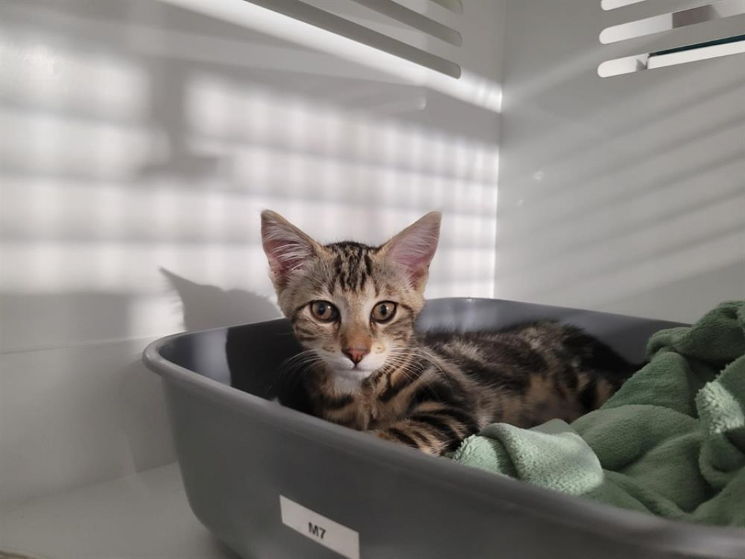 Photo #2 de Fitzgerald