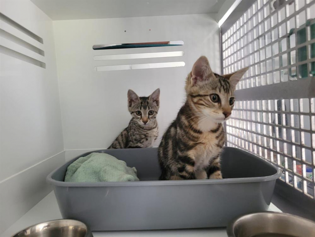 Photo #3 de Fitzgerald