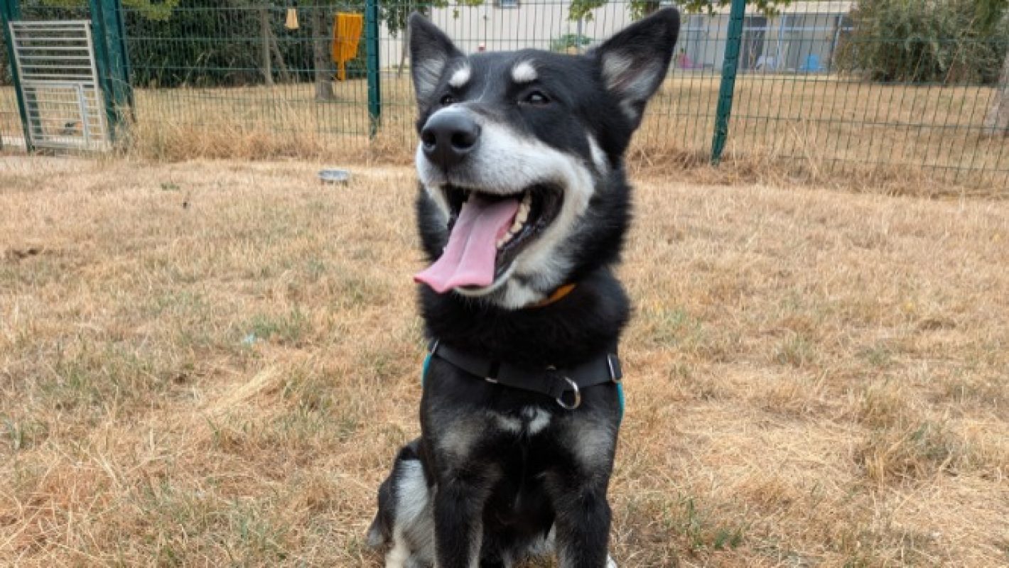 Norton - Chien à adopter