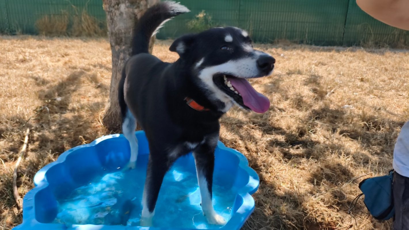 Norton - Chien à adopter - photo 2
