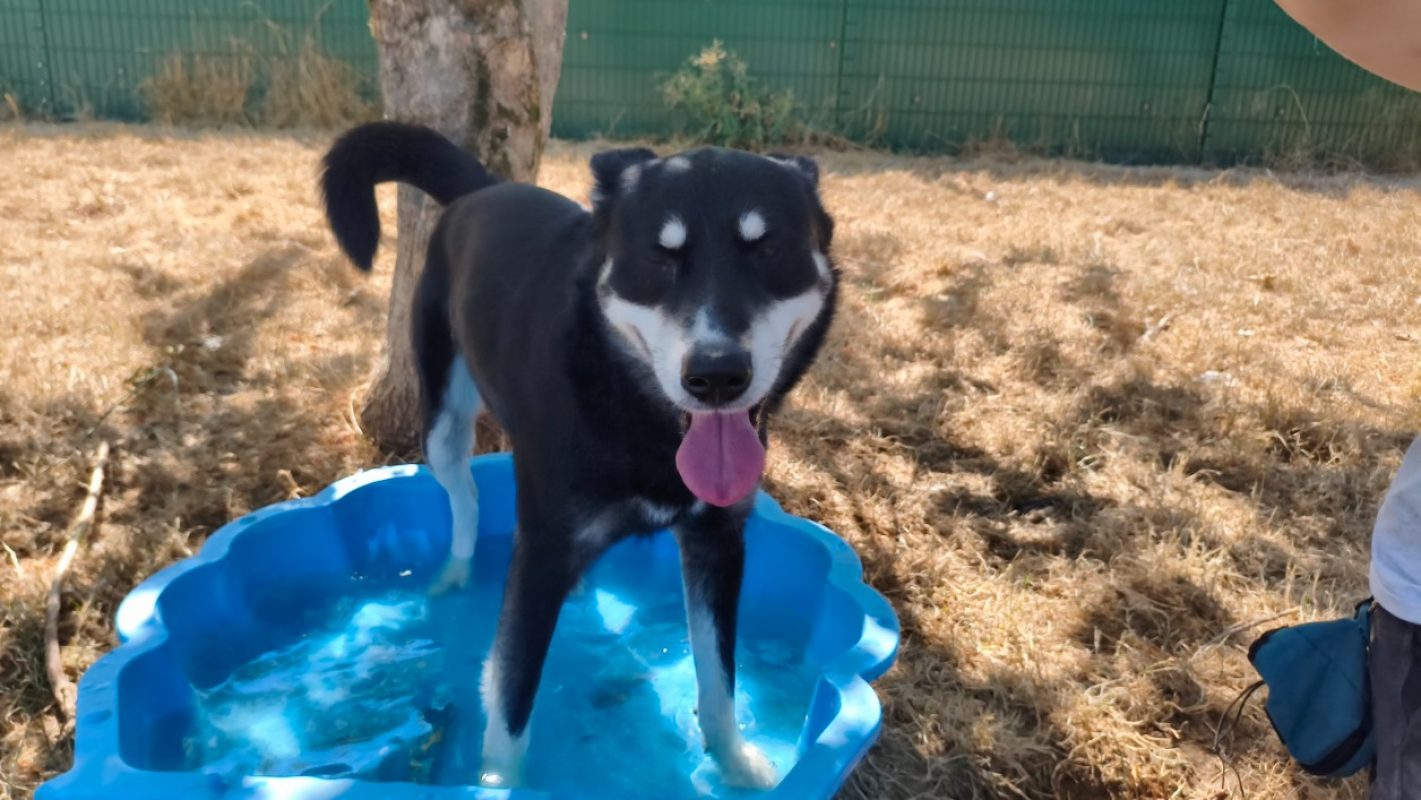 Norton - Chien à adopter - photo 3