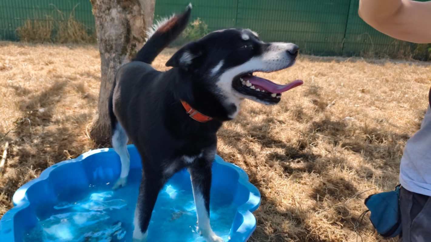 Norton - Chien à adopter - photo 4