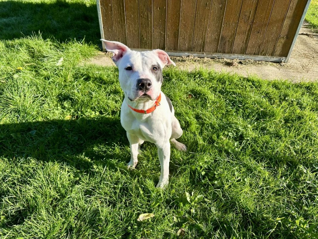 Domino - Chien à adopter