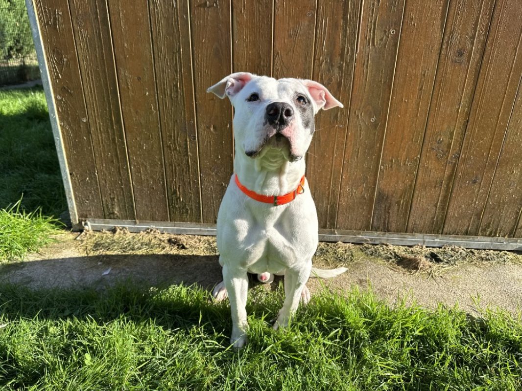 Domino - Chien à adopter - photo 2