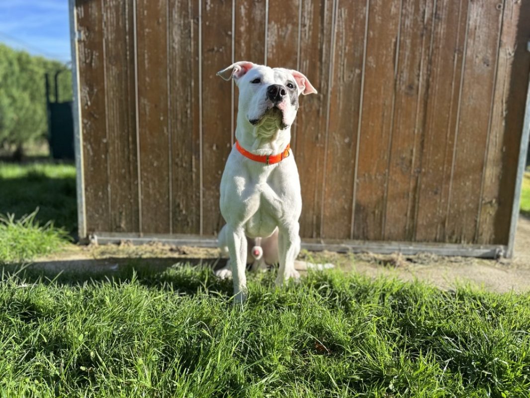 Domino - Chien à adopter - photo 3