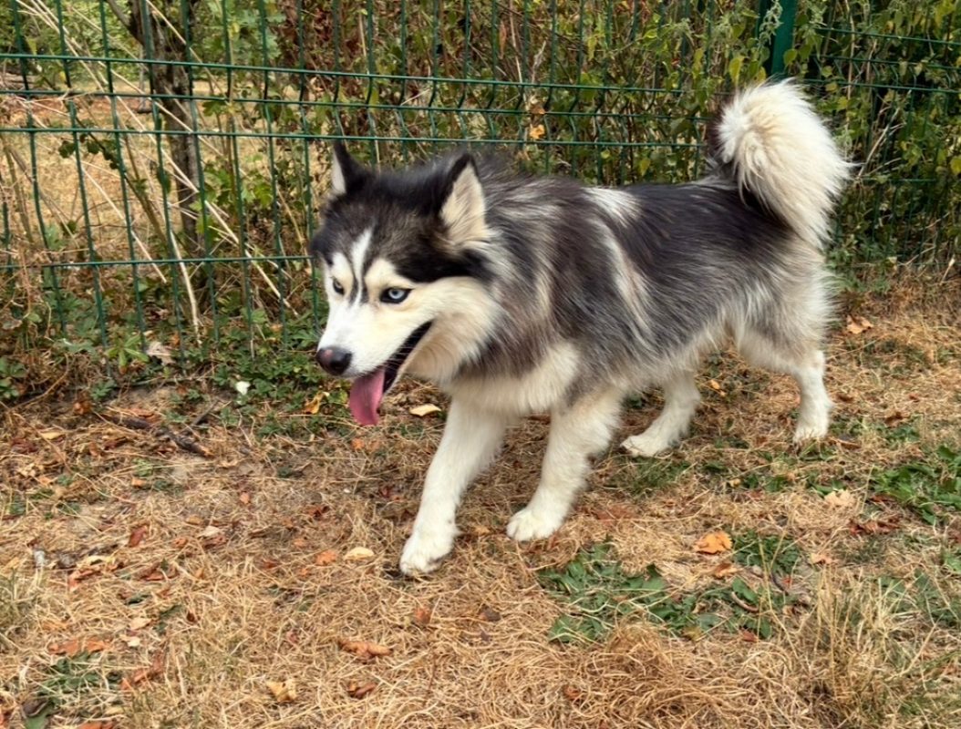 Azzuro - Chien à adopter