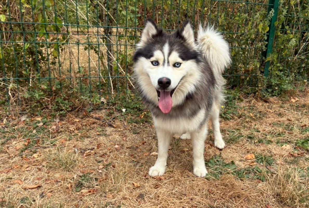 Azzuro - Chien à adopter - photo 2