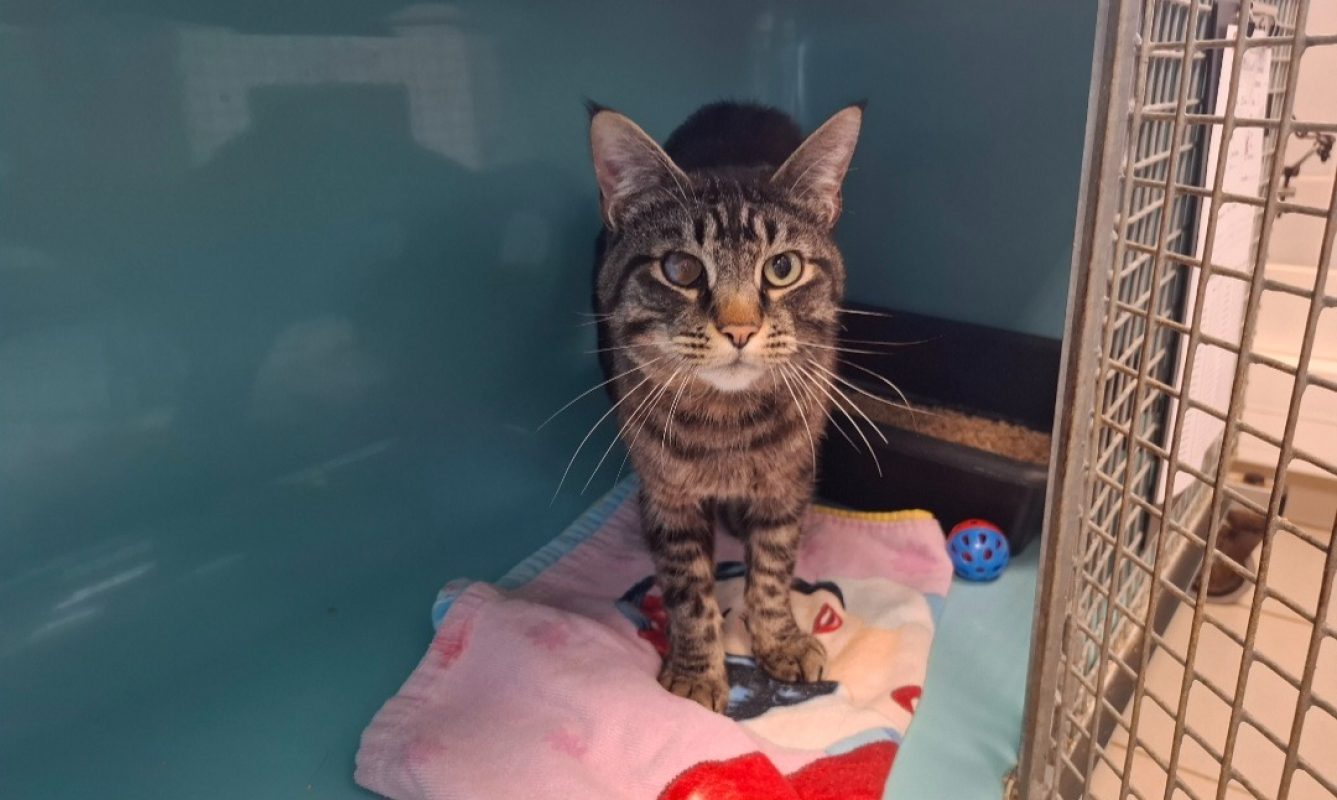 Gertrude - Chat Européen à adopter