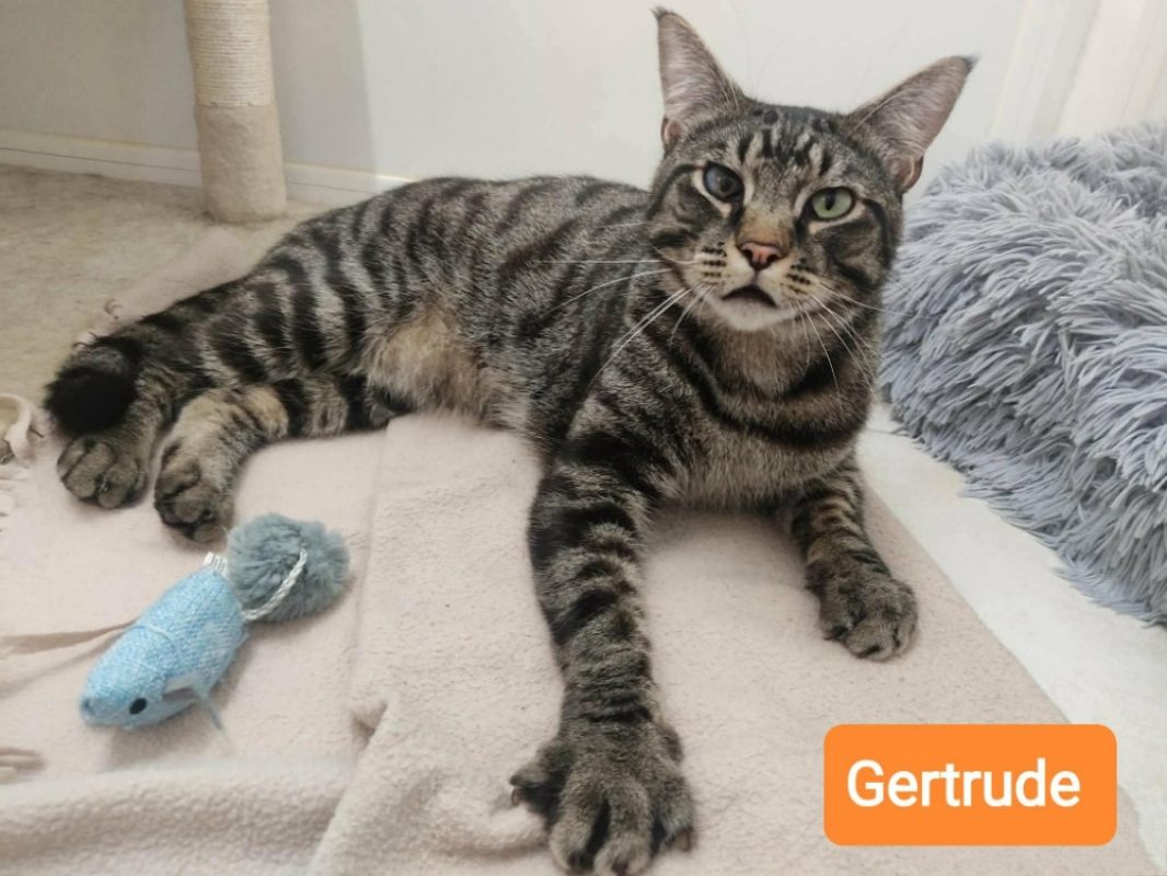 Gertrude - Chat Européen à adopter