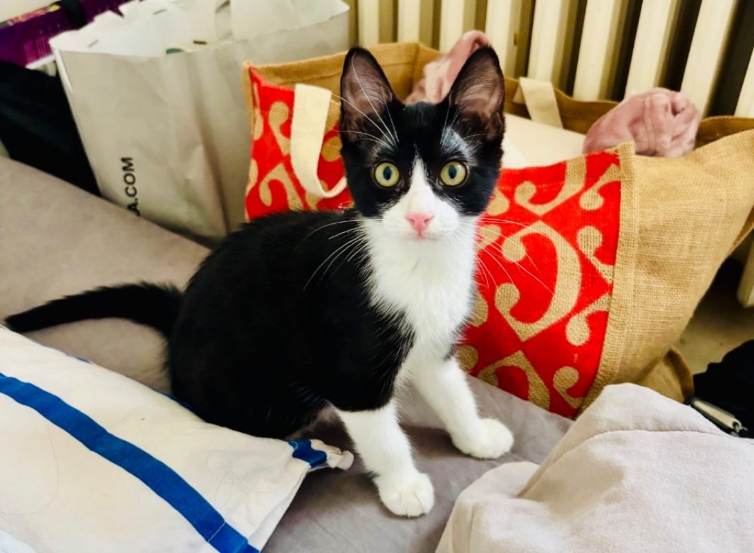 Mitsuri - Chat Européen à adopter